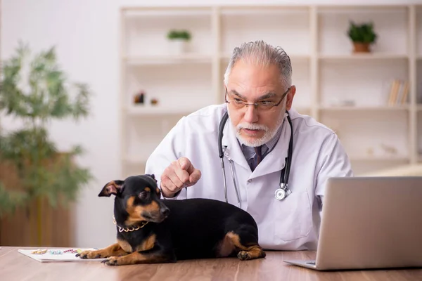 Stary lekarz weterynarii badający psa w klinice — Zdjęcie stockowe