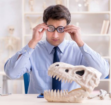 Komik çılgın profesör dinozor iskeletini inceliyor.