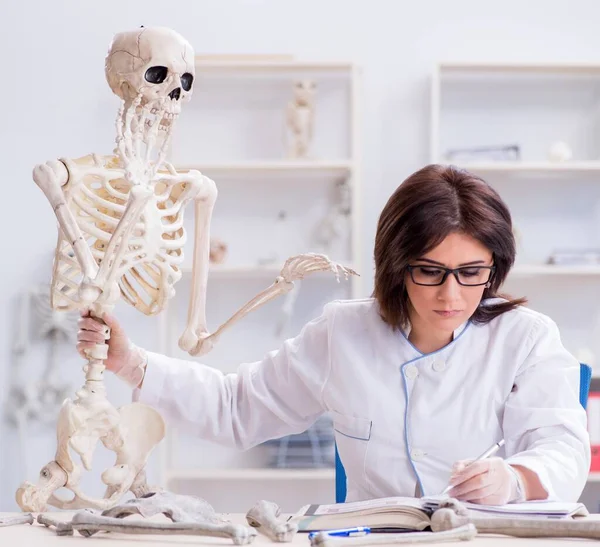 Doutor trabalhando no laboratório em esqueleto — Fotografia de Stock