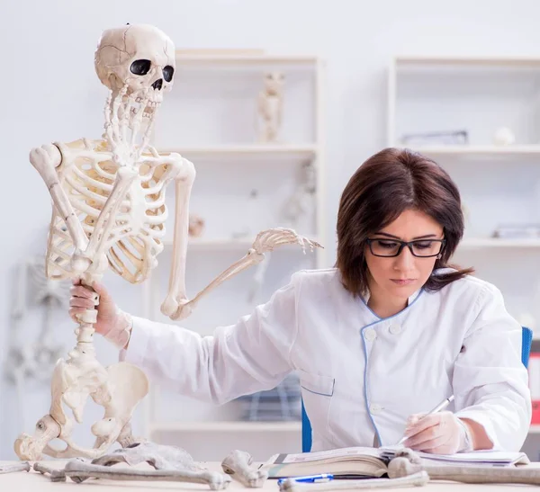 Medico che lavora in laboratorio sullo scheletro — Foto Stock