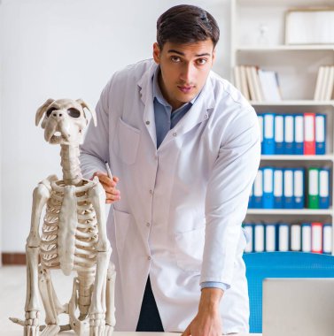 Doktor veteriner köpek iskeleti üzerinde çalışıyor.