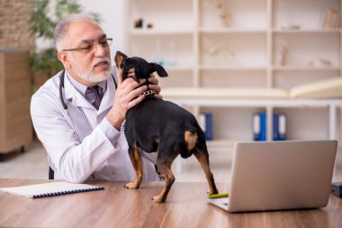 Yaşlı veteriner doktor klinikte köpeği muayene ediyor.
