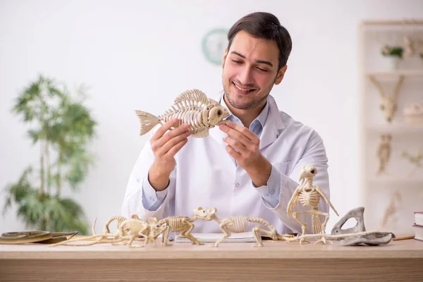 Jonge mannelijke paleontoloog onderzoekt oude dieren in het lab — Stockfoto