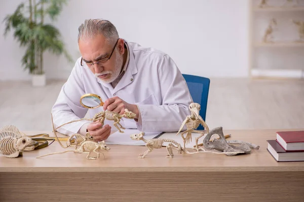 Oude mannelijke paleontoloog onderzoekt oude dieren in het lab — Stockfoto