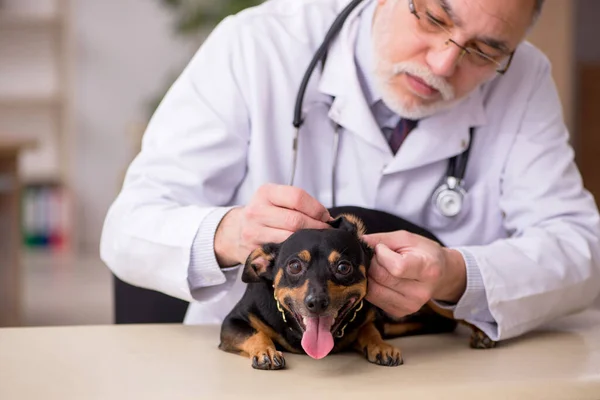 Starý veterinář vyšetřující psa na klinice — Stock fotografie