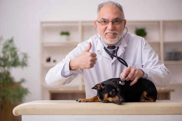 Starý veterinář vyšetřující psa na klinice — Stock fotografie