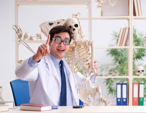 Verrückter Professor untersucht menschliches Skelett — Stockfoto