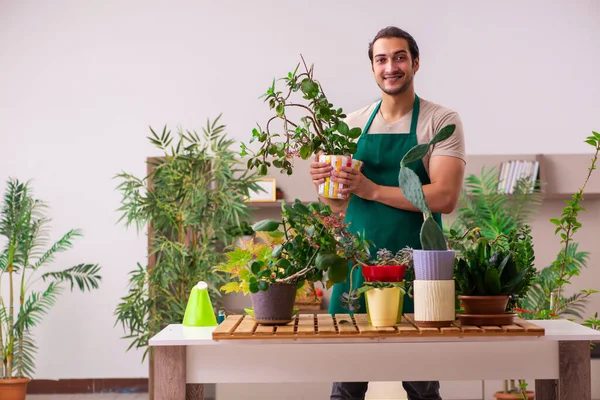 Evin içinde bitkileri olan genç bir erkek bahçıvan.