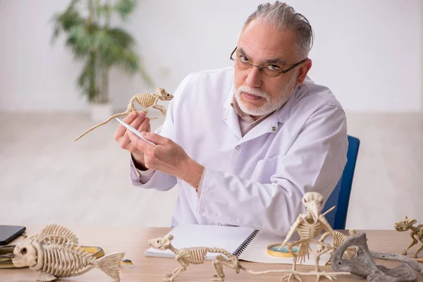 Viejo paleontólogo masculino examinando animales antiguos en el laboratorio —  Fotos de Stock