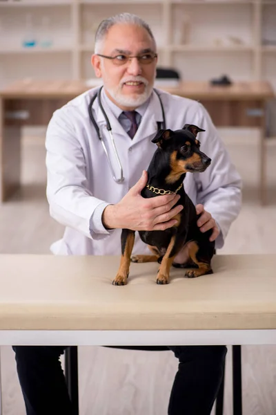 Gammal manlig veterinär läkare undersöka hund på kliniken — Stockfoto