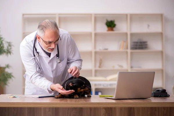 Oude mannelijke dierenarts onderzoekt hond in de kliniek — Stockfoto