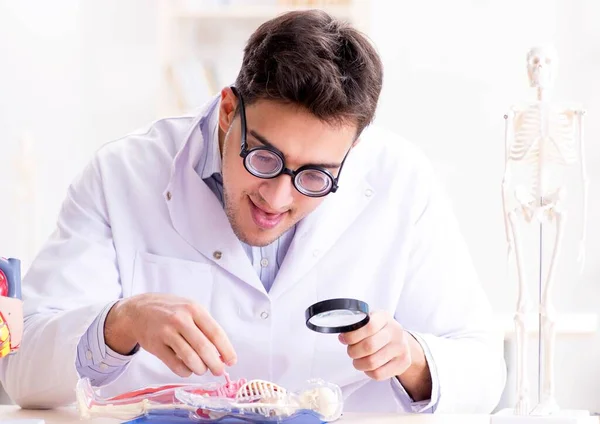 Médico loco estudiando esqueleto humano — Foto de Stock