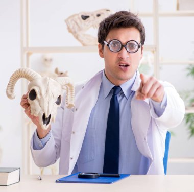 Komik çılgın profesör hayvan iskeletlerini inceliyor.