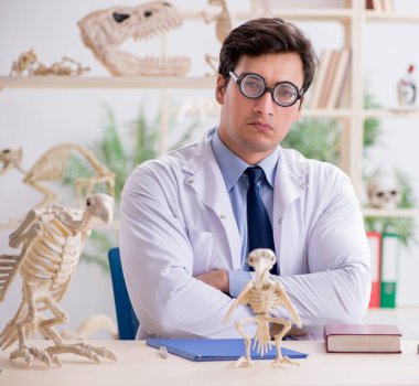 Komik çılgın profesör hayvan iskeletlerini inceliyor.