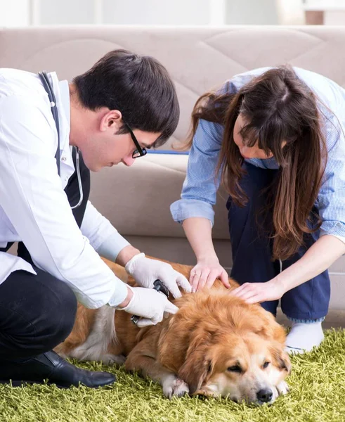 Huisarts bezoekt golden retriever hond thuis — Stockfoto