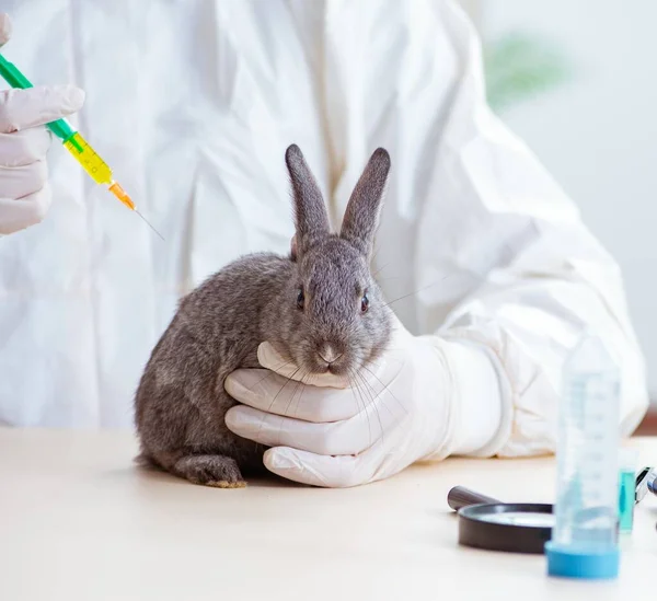 兽医在他的诊所检查兔子 — 图库照片