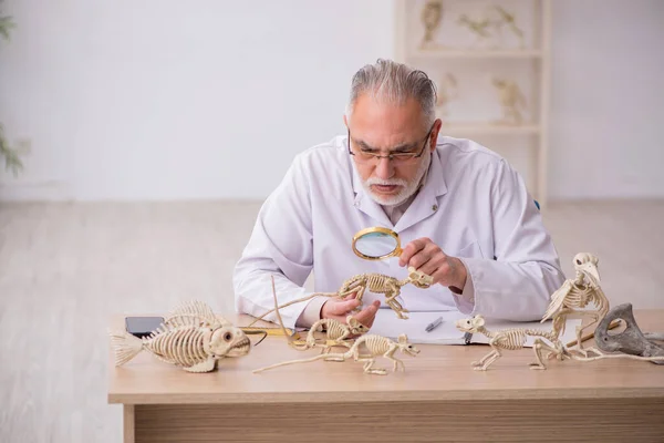 Oude mannelijke paleontoloog onderzoekt oude dieren in het lab — Stockfoto