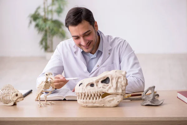 Jovem paleontólogo masculino examinando animais antigos no laboratório — Fotografia de Stock