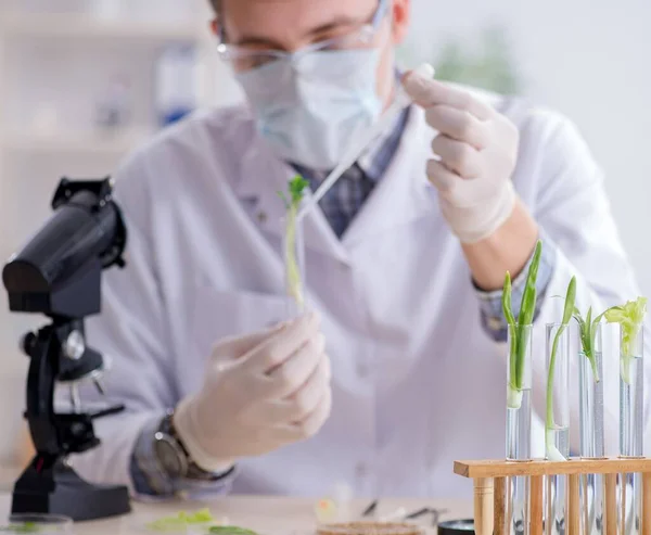 Biochimiste masculin travaillant en laboratoire sur les plantes — Photo