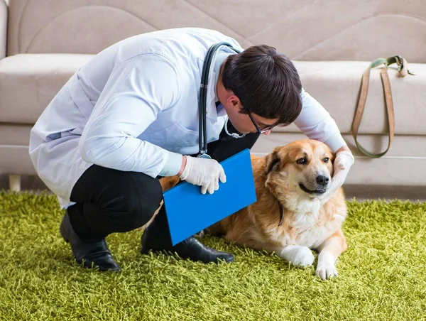Veterinární lékař zkoumá zlatého retrívra psa na domácí návštěvě — Stock fotografie