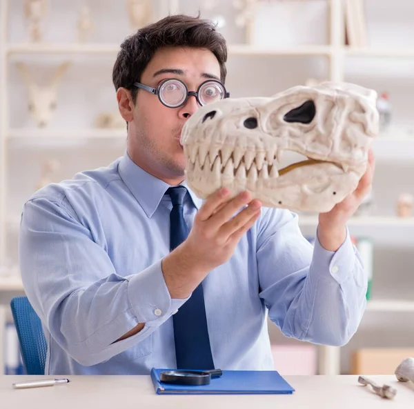 Divertido profesor loco estudiando esqueleto de dinosaurio —  Fotos de Stock