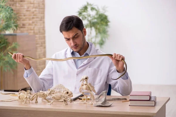 Ung manlig paleontolog undersöker gamla djur på labbet — Stockfoto