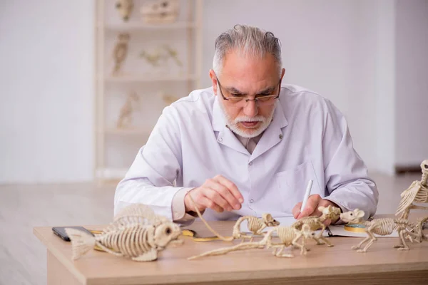 Viejo paleontólogo masculino examinando animales antiguos en el laboratorio —  Fotos de Stock