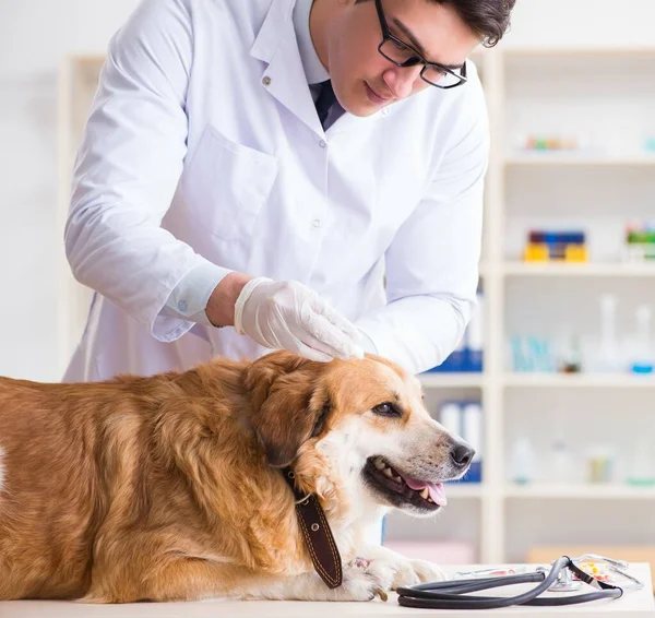 Médico examinando cão golden retriever na clínica veterinária — Fotografia de Stock