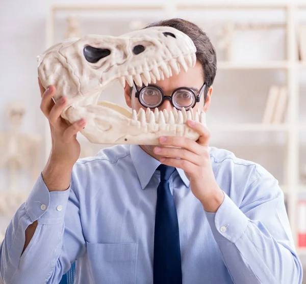 Funny crazy professor studying dinosaur skeleton — Stock Photo, Image