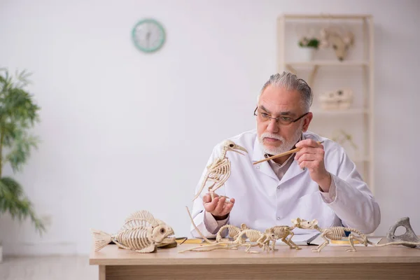 老男性古生物学家在实验室检查古代动物 — 图库照片