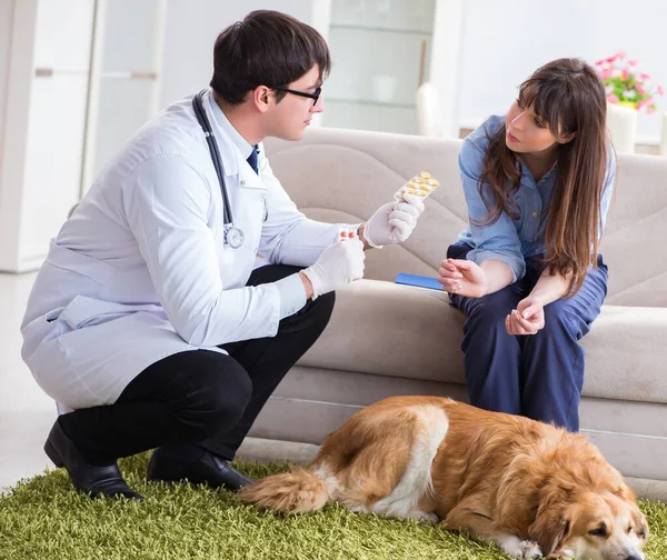 Tierarzt besucht Golden Retriever-Hund zu Hause — Stockfoto