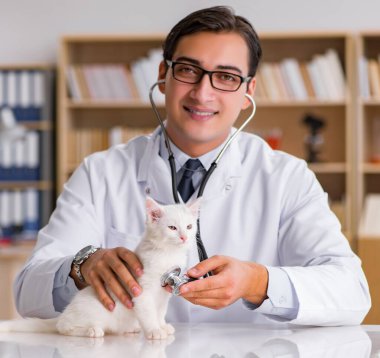 Beyaz yavru kedi kadar onay için veteriner ziyaret