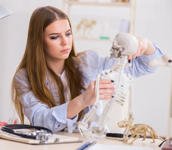 Student sitzt im Klassenzimmer und studiert Skelett — Stockfoto