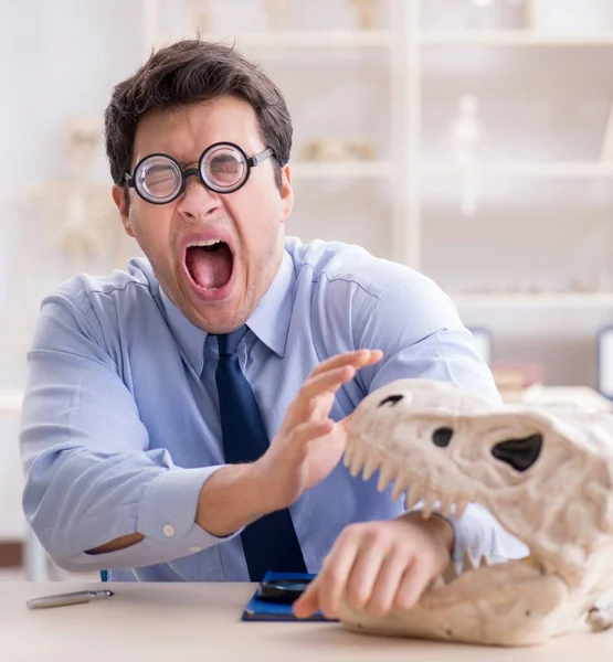 恐竜の骨格を研究する面白いクレイジー教授 — ストック写真