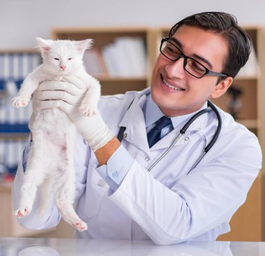 Beyaz yavru kedi kadar onay için veteriner ziyaret