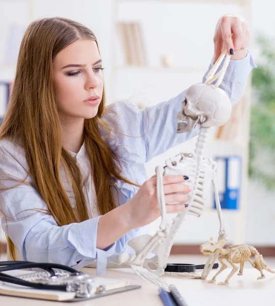 Studente seduto in classe e studiare scheletro — Foto Stock