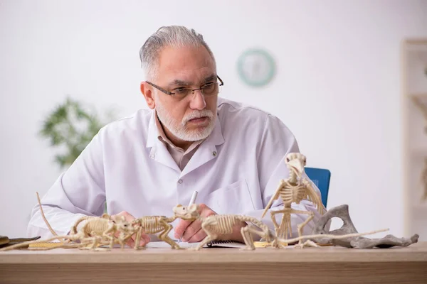 Viejo paleontólogo masculino examinando animales antiguos en el laboratorio —  Fotos de Stock