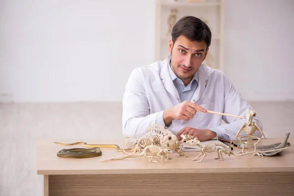 Молодий палеонтолог-чоловік вивчає стародавніх тварин в лабораторії — стокове фото