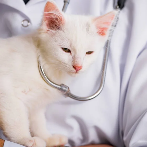 Bílé kotě, návštěva veterináře pro kontrolu nahoru — Stock fotografie