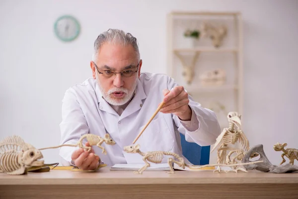 Alter männlicher Paläontologe untersucht uralte Tiere im Labor — Stockfoto