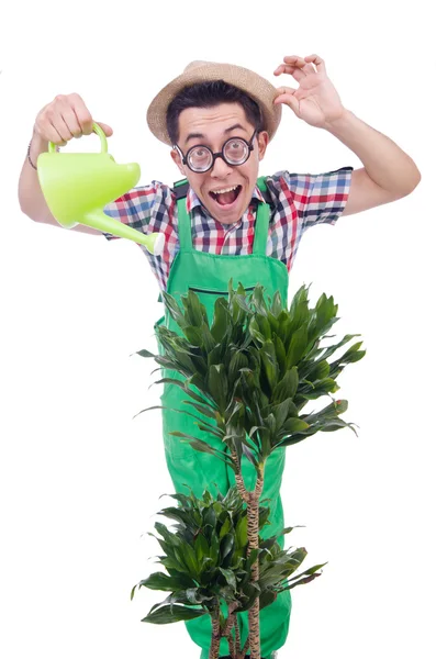 Lustiger Mann schneidet Pläne in seinem Garten — Stockfoto