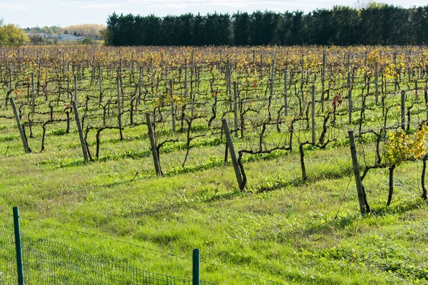 Grapes fields during winter fall autumn days — Stock Photo, Image