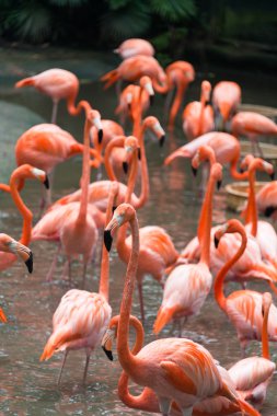 Gölette flamingo kuşları