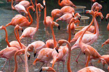 Gölette flamingo kuşları