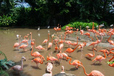 Gölette flamingo kuşları