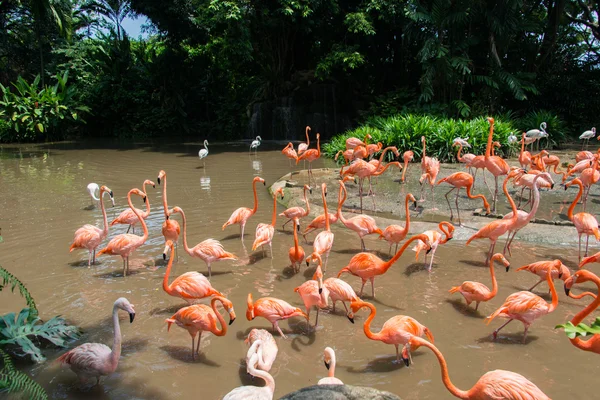 Flamingo birds in the pond — Stock Photo, Image