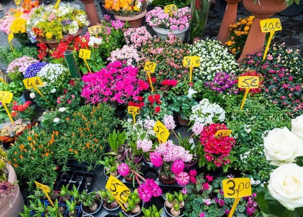 Straßenblumenladen mit bunten Blumen — Stockfoto