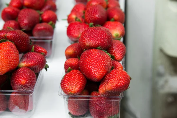 Erdbeeren in Schachteln als gesunde Lebensmittel im Verkauf — Stockfoto