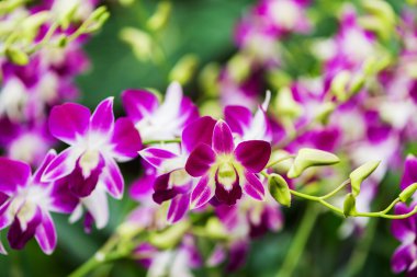 Parlak yaz gününde renkli orkide çiçekleri