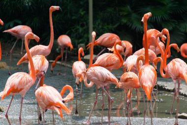 Gölette flamingo kuşları